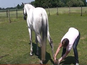 Het stretchen van je paard ná de training (statisch)