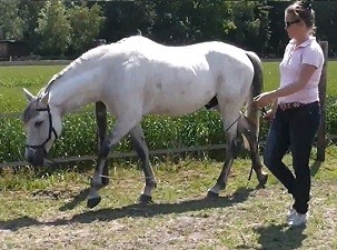 Oefening voor je paard in stap voor correct ruggebruik