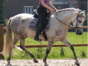 Hoe train je een Iberische paard?